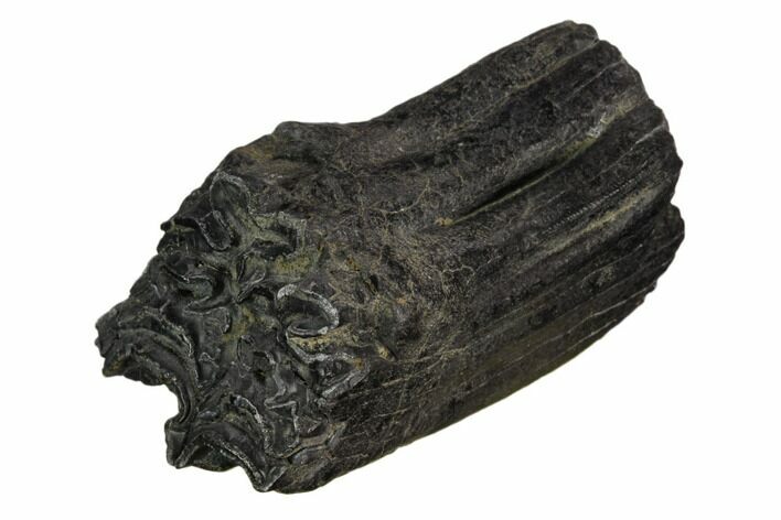 Pleistocene Aged Fossil Horse Tooth - Florida #123261